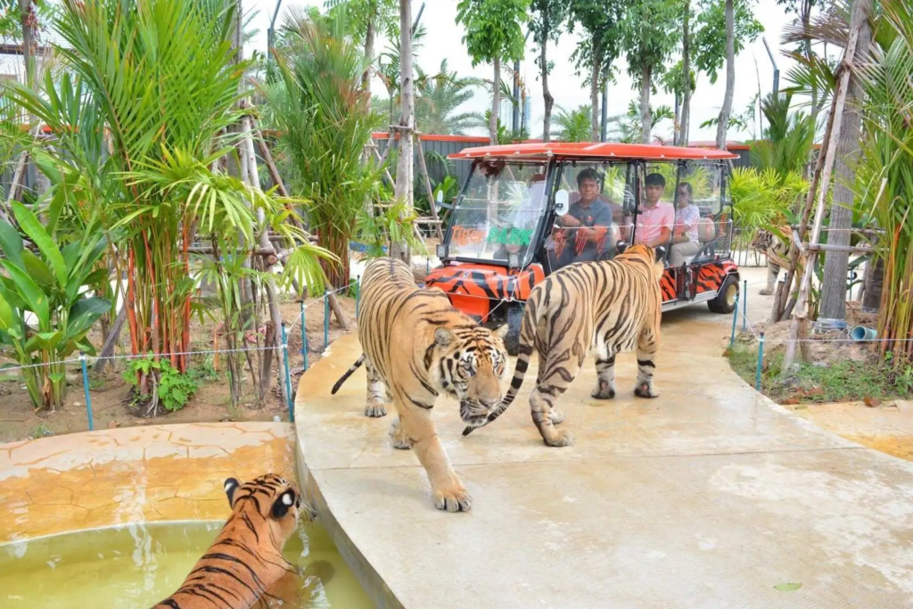 pattaya-tiger-park