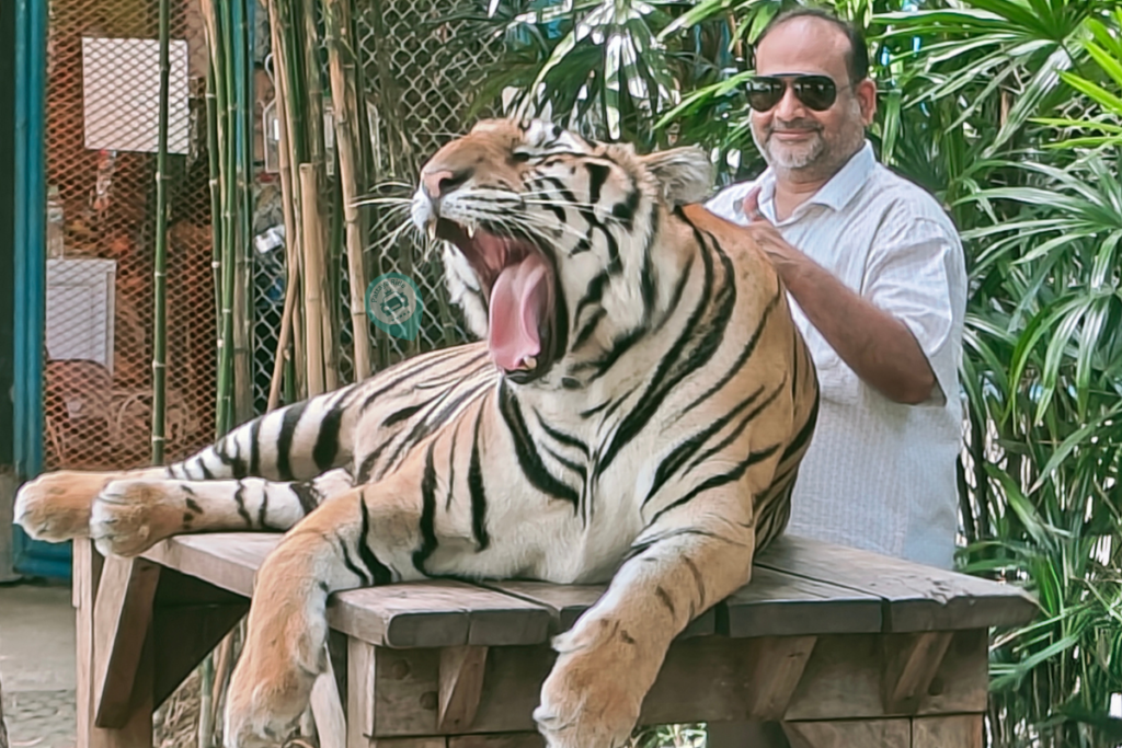 goof-memmorise-photo-with-big-tiger