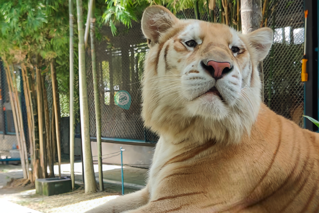 Golden-tiger-pattaya
