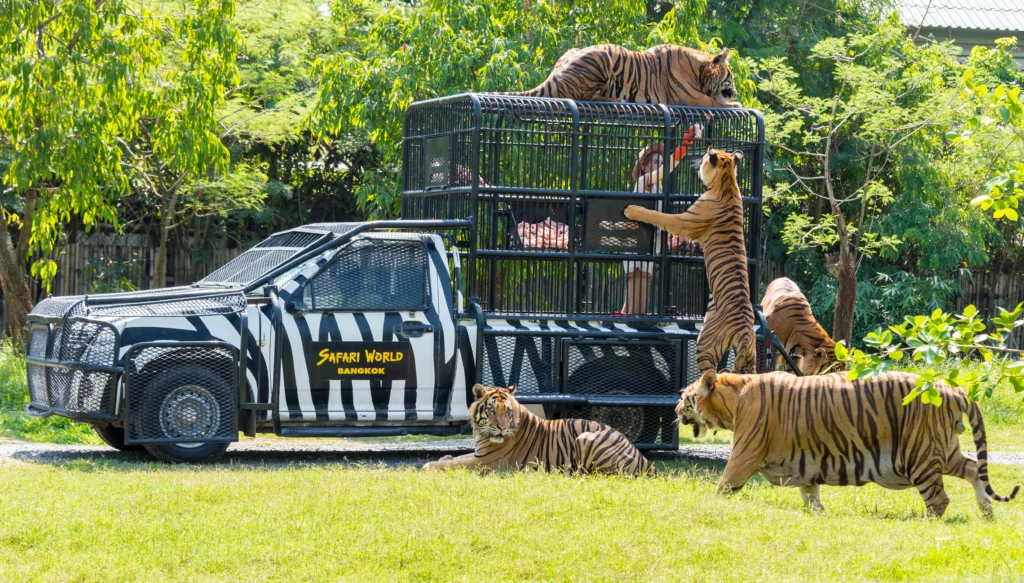 Safari park drive