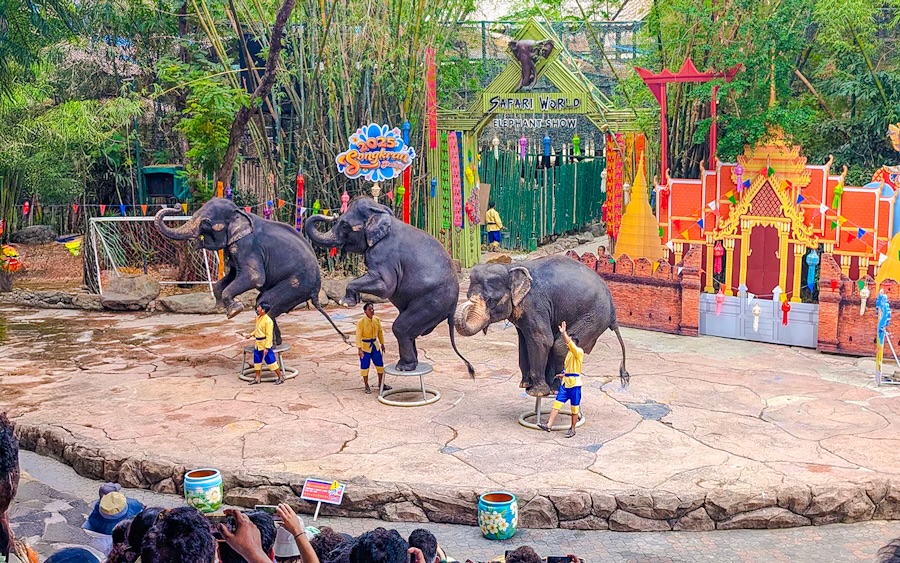 Elephant show safari world