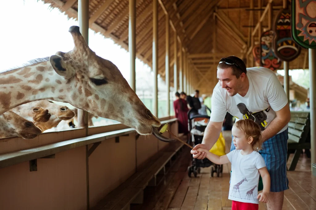 Giraffe feeding at Safari World